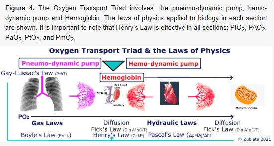The Oxygen Transport Triad